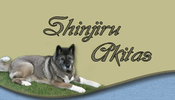 American Akitas, Akita Breeder, Akita Puppies, 